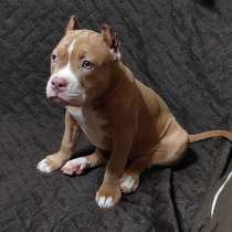 Щенки Американского булли тип покет, в г.Астана