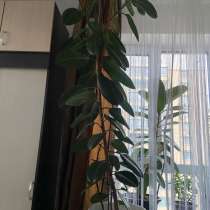 Фикус, в Москве
