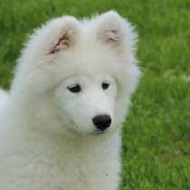 Перспективная девочка Самоедской собаки От привозной пары, в Санкт-Петербурге