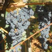 Виноград с куста, в Саратове