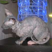 Сфинкс петербургский, чистокровная девочка, ЧИП, в Санкт-Петербурге