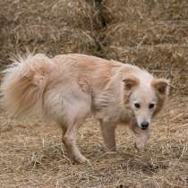 Пушистая бордер колли Белла в дар, в Москве