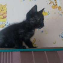 Маленький трехцветный котенок плюс подарок, в Улан-Удэ
