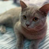 Шотландский кот, в Щелково