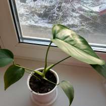 Домашние цветы, в Рязани