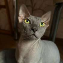Сфинкс(кот), в Новокузнецке