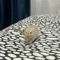 Крыска девочка белая, в Ставрополе