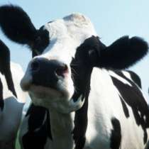 Молоко коровье, в Санкт-Петербурге