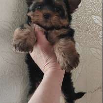 Йоркширский терьер. Мальчик, в г.Blankenfelde