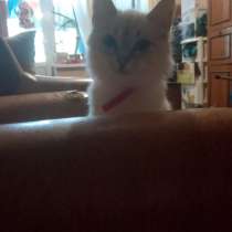 Котенок Снежинка, в Брянске