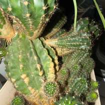 Отдам кактусят, в Москве