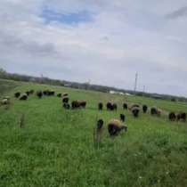 Продаются бараны, в Тихорецке