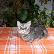 Скоттиш-страйт приглашает вислоухих кошек на вязку, в Барнауле