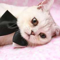 Котик Лексус, в Москве