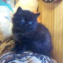 Кошечка - черный пушок, в Краснодаре
