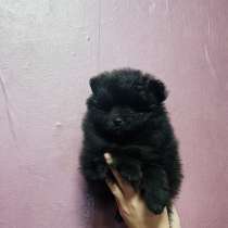 Померанский шпиц, в Уссурийске