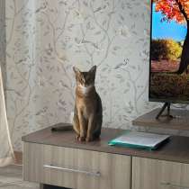 Кошка в добрые руки, в Пскове
