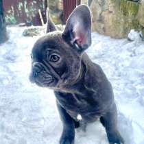 Французский бульдог в голубом окрасе, в Краснодаре