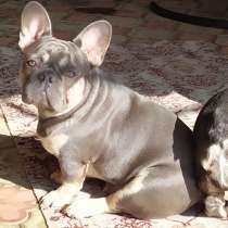 Щенки французского бульдога, в Тимашевске