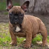 Французский бульдог мальчик, в Москве