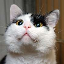 Черно-белый красавец Джоун Сноу мечтает обрести семью, в Москве