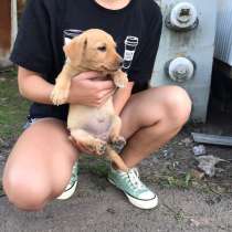 Щенок девочка, в Краснодаре