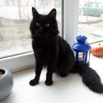 Чёрный котик ищет дом, в Ростове-на-Дону