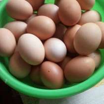 Домашние куриные яйца, в Гулькевичах
