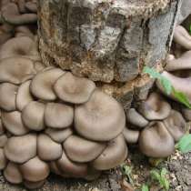 Урожайный грибной набор для Вашего сада!, в Костроме