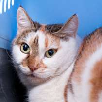 Кошечка Бандитка: с правом на надежду, в Москве