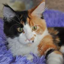 Котята Мейн-Кун с документами, в Санкт-Петербурге