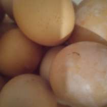 Яйца домашние, в Саратове