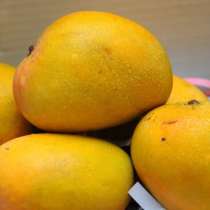 Индийский манго, в Санкт-Петербурге