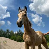 Кросс Фриз жеребец, в Новосибирске