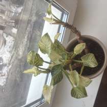 Продам цветок с горшком, в Владивостоке