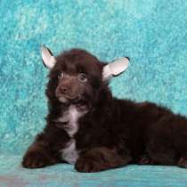 Китайская хохлатая мальчик, в Москве