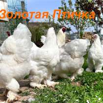 Брама Белая, в Крымске