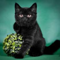 Британские котята от Чемпиона мира, в Санкт-Петербурге