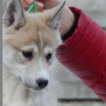 Продаются отборные щенки западно-сибирской лайки от знатных предков, в г.Минск