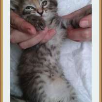 Отдадим красивых котят в добрые руки, в Таганроге