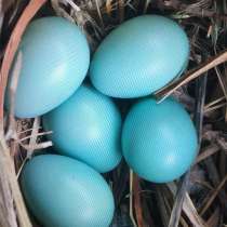 Яйцо инкубационное голубое Араункаун, в Касимове