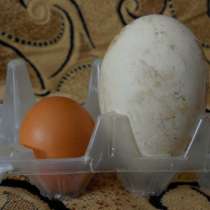 Гусиные яйца, в Кирове