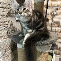 Котенок Мейн-кун с документами, в Новосибирске