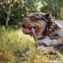 Производство деликатесов для животных, Макеевка, в г.Макеевка