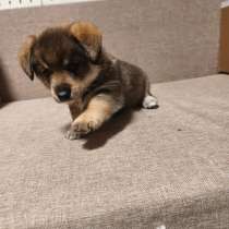 Отдам щенка в хорошие руки, в Железнодорожном