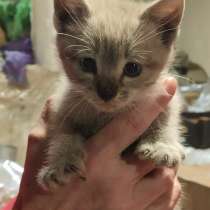 Котёнок в добрые руки бесплатно 1,5 месяца, в Подольске