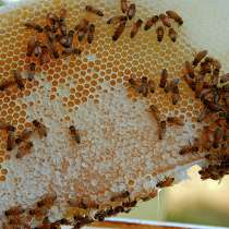 Пчелопакеты кавказской породы пчел. Весна 2017г, в Орехово-Зуево
