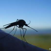 Уничтожение комаров клещей кротов Солнечногорск, в Солнечногорске