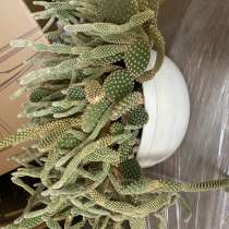 Кактус, в Москве