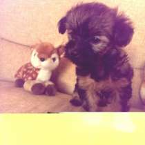 щенки Йорка, в Санкт-Петербурге